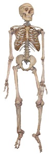 Bild: Skelett eines Menschen